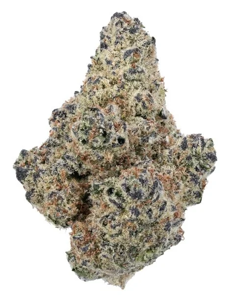 High-quality Northern Lights cannabis flower displayed by Fuengirola clubs